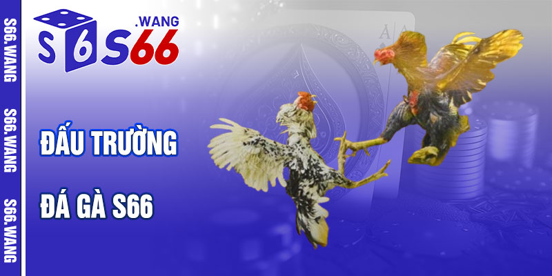 Đá Gà S66 – Đấu Trường Trực Tuyến Sôi Động