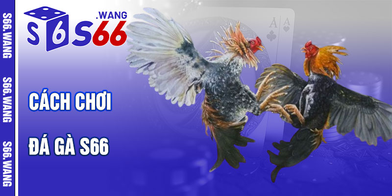 Cách Chơi Đá Gà S66
