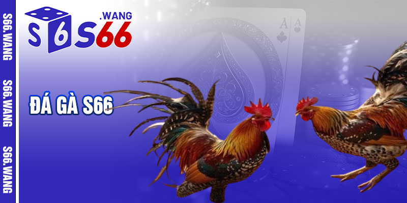 Đá Gà S66